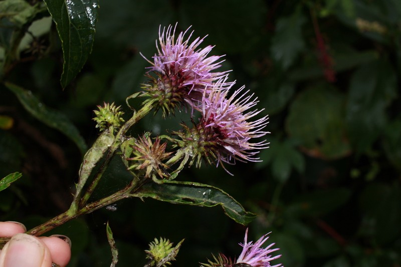 Cirsium togaense