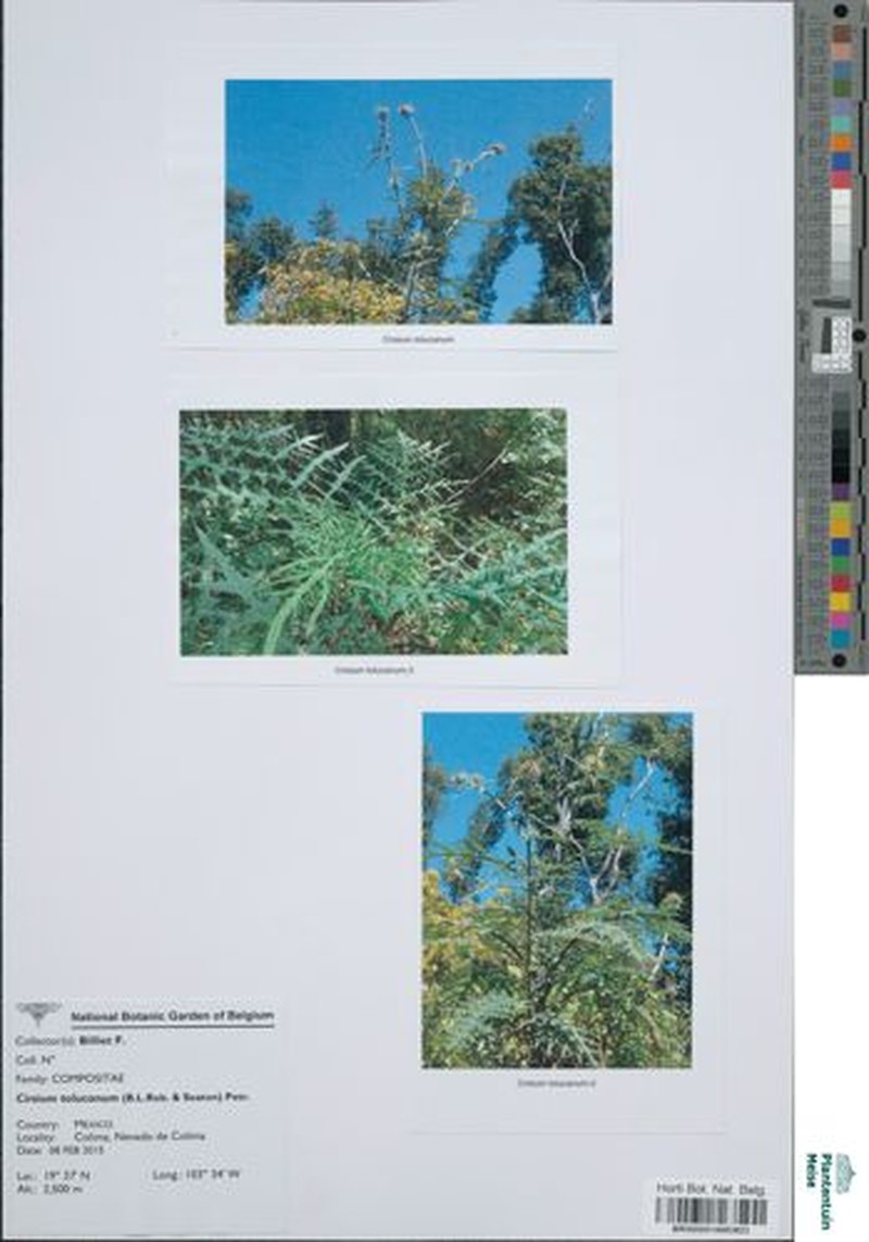 Cirsium tolucanum