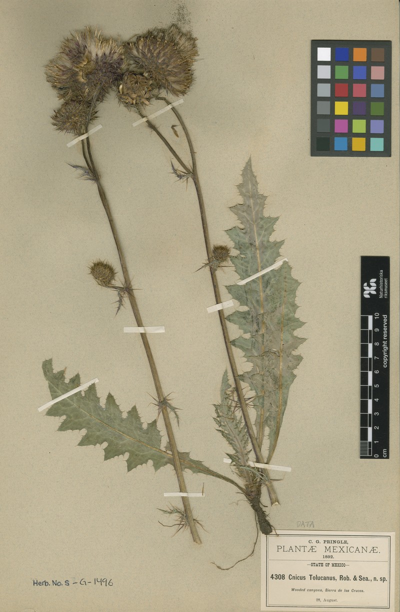 Cirsium tolucanum photo 2