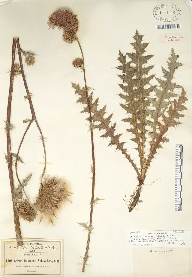 Cirsium tolucanum photo 3
