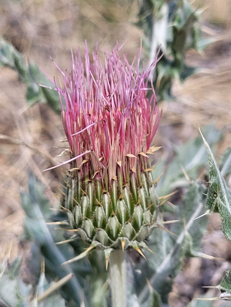 Cirsium townsendii