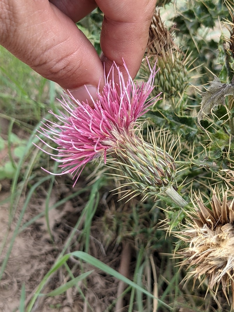 Cirsium townsendii photo 2