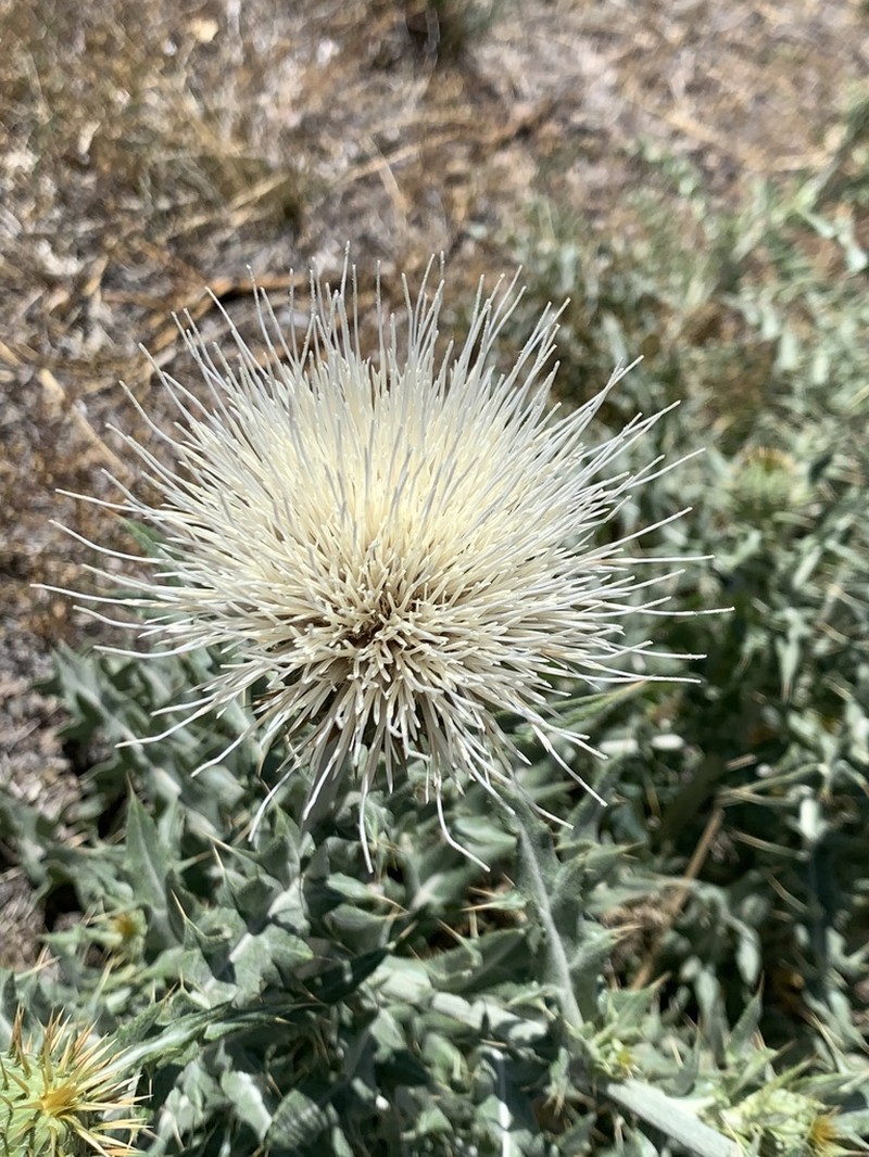 Cirsium townsendii photo 3