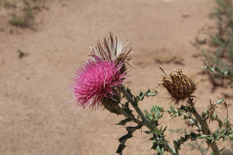 Cirsium townsendii photo 4