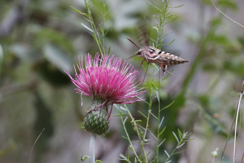 Cirsium townsendii photo 5