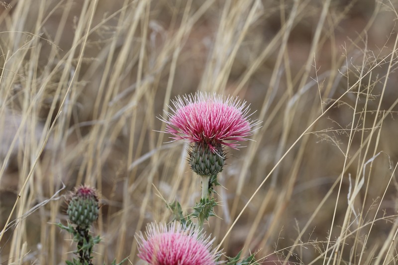 Cirsium townsendii photo 6