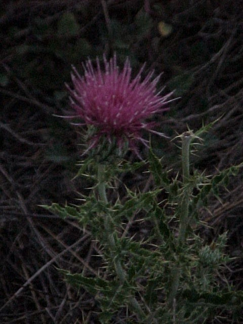 Cirsium townsendii photo 7