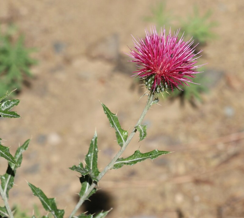Cirsium townsendii photo 8