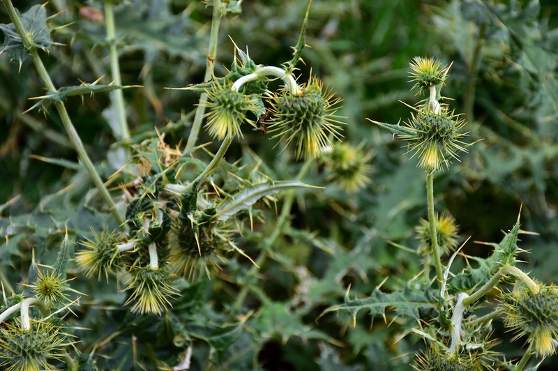 Cirsium trachylepis photo 2