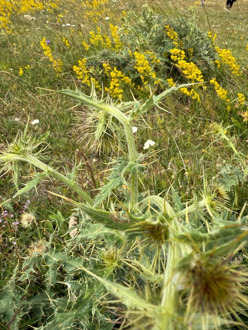 Cirsium trachylepis photo 3