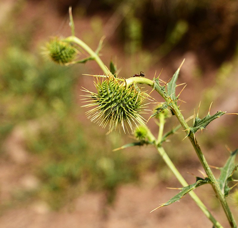 Cirsium trachylepis photo 4