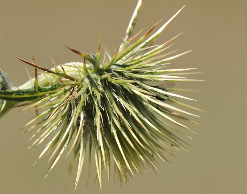 Cirsium trachylepis