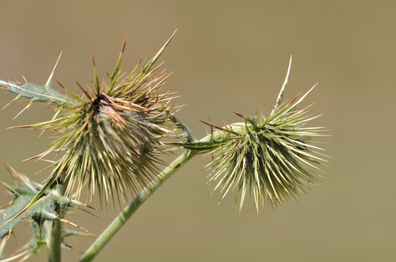 Cirsium trachylepis photo 5