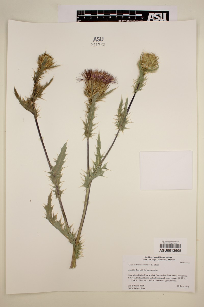 Cirsium trachylomum