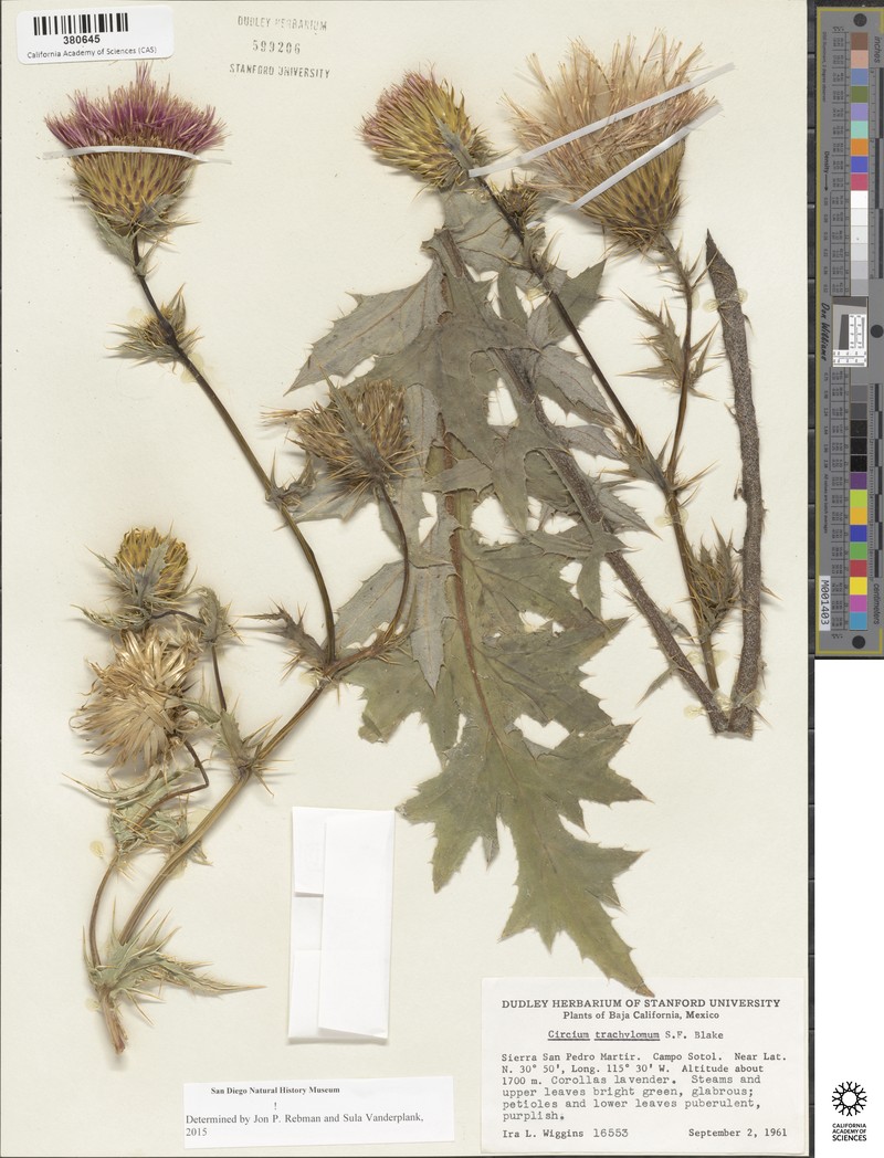 Cirsium trachylomum photo 2