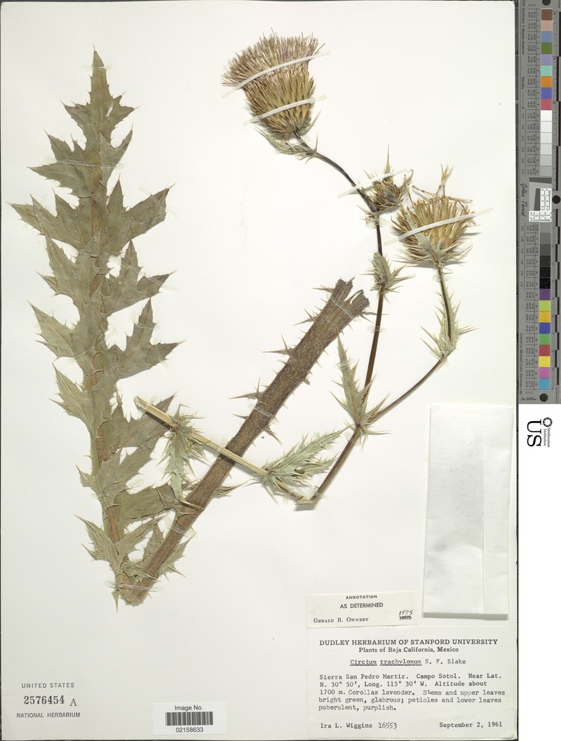 Cirsium trachylomum photo 3