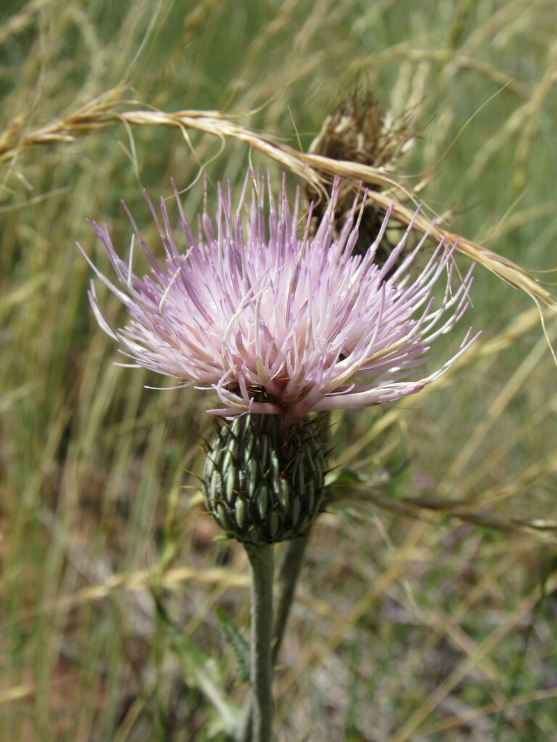Cirsium tracyi