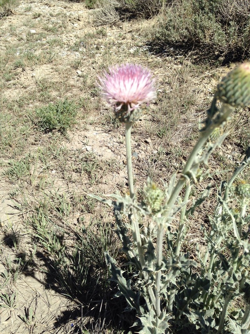 Cirsium tracyi photo 2