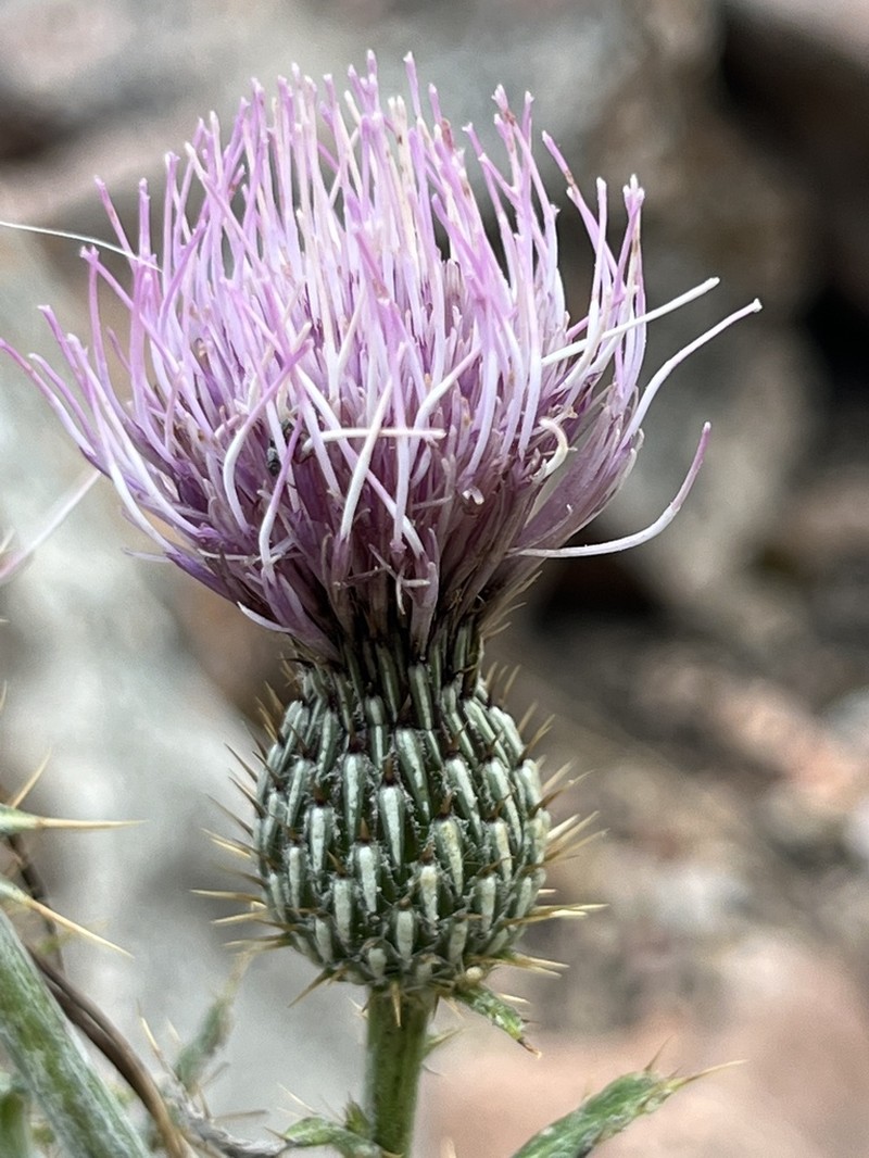 Cirsium tracyi photo 3