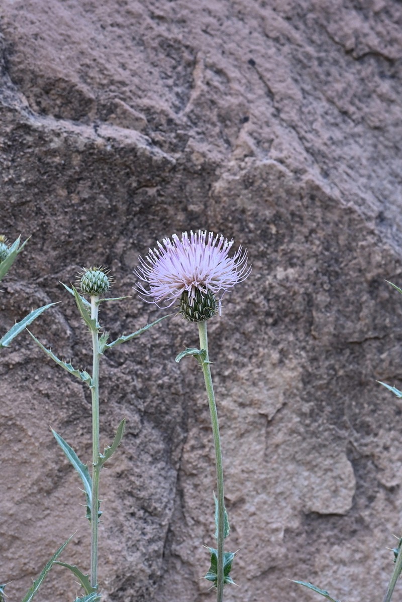Cirsium tracyi photo 4