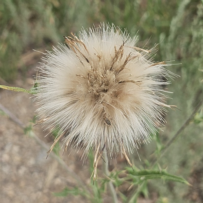 Cirsium tracyi photo 5
