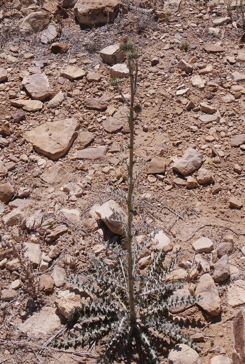 Cirsium tracyi photo 6