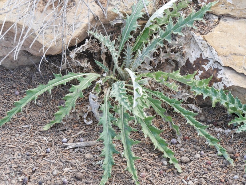 Cirsium tracyi photo 7