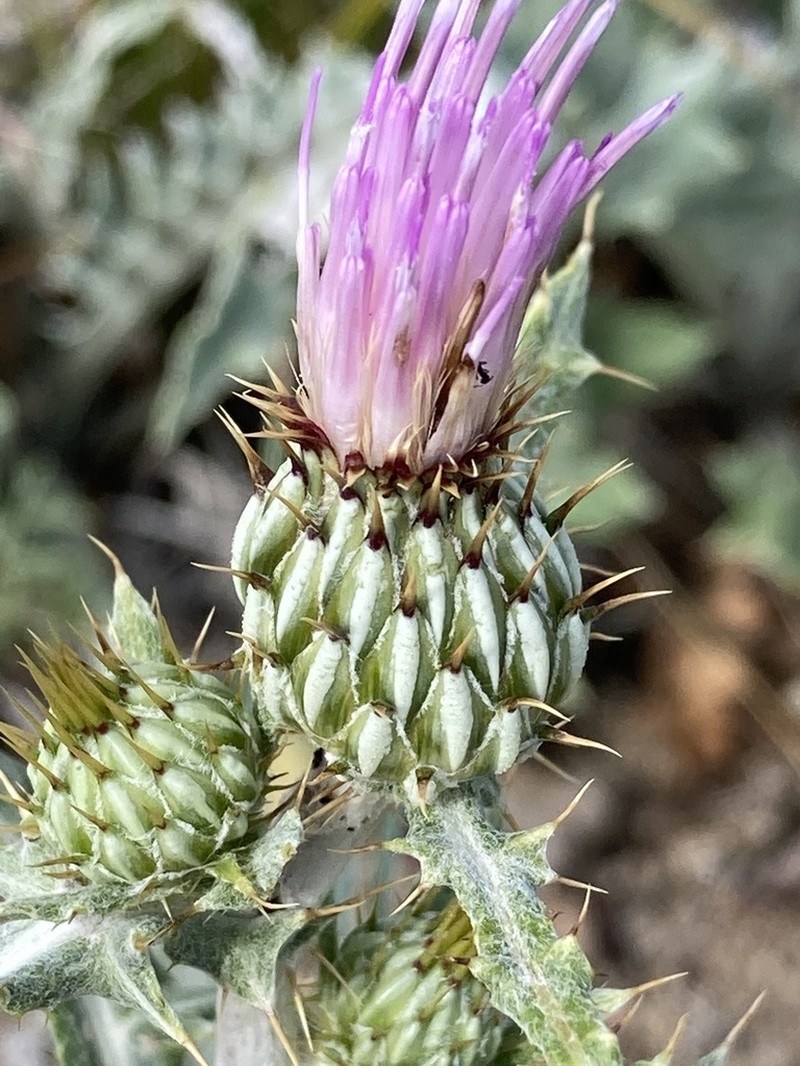 Cirsium tracyi photo 8
