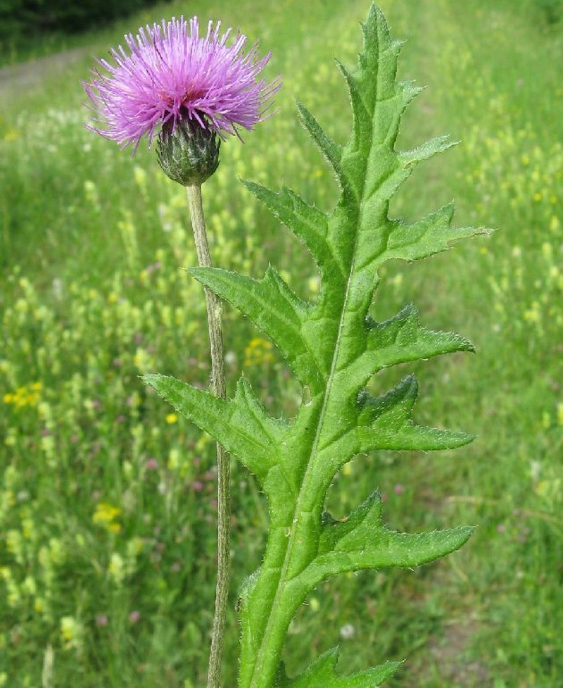 Cirsium tuberosum