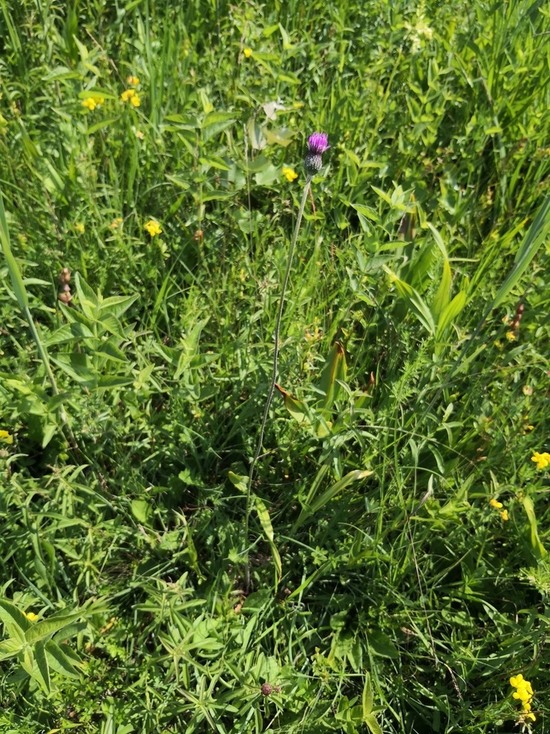 Cirsium tuberosum photo 2