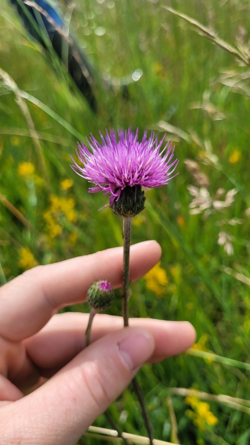 Cirsium tuberosum photo 3