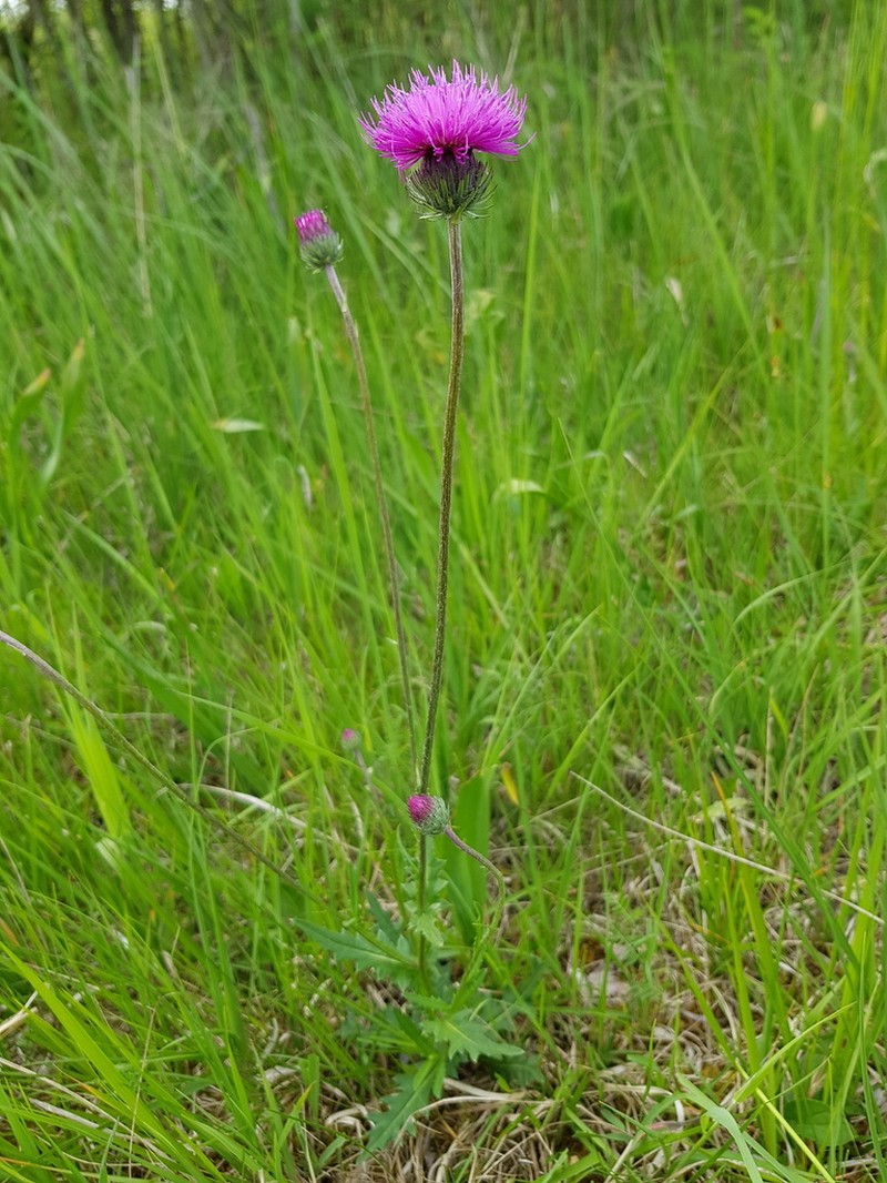 Cirsium tuberosum photo 4