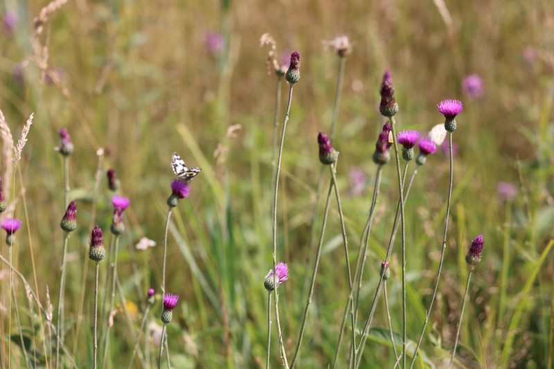 Cirsium tuberosum photo 5