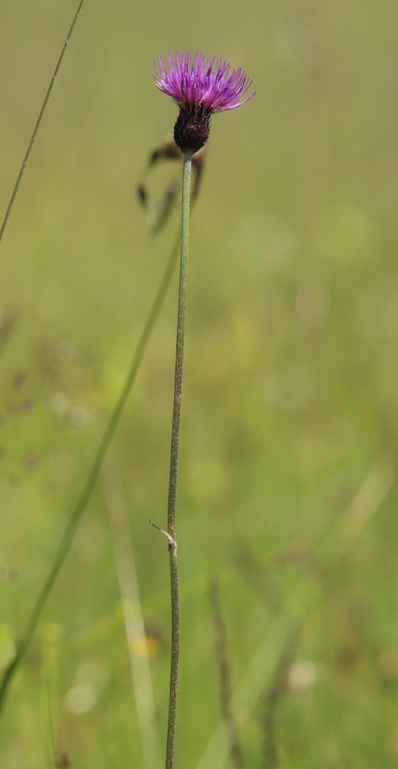 Cirsium tuberosum photo 6