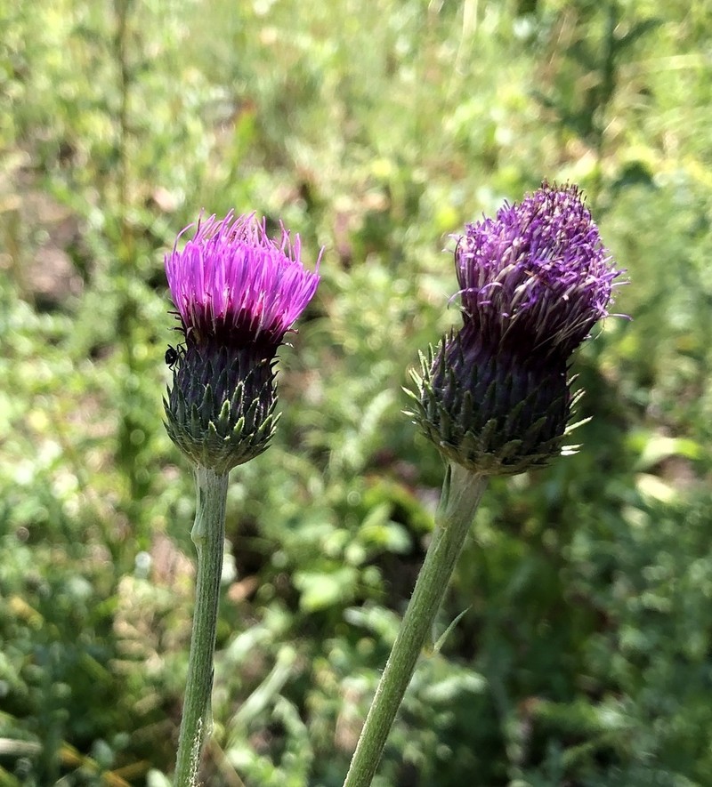 Cirsium tuberosum photo 7