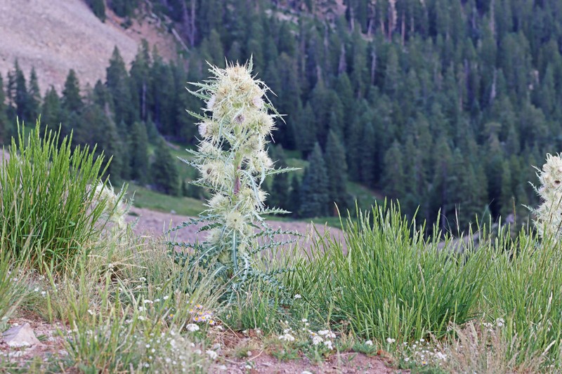 Cirsium tukuhnikivatzicum