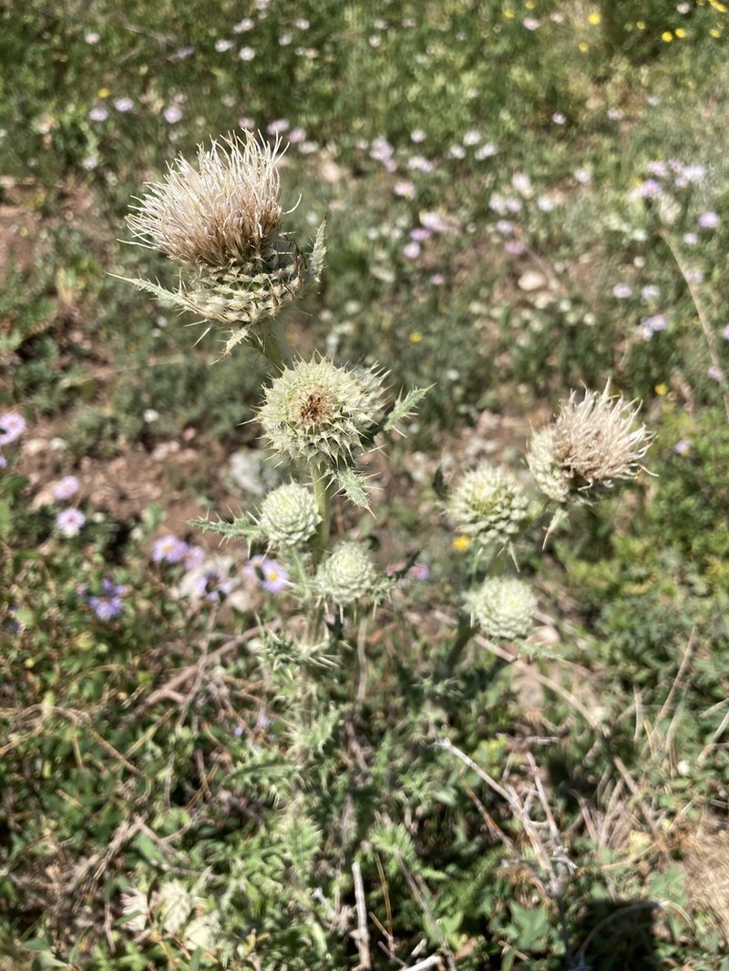 Cirsium tukuhnikivatzicum photo 2