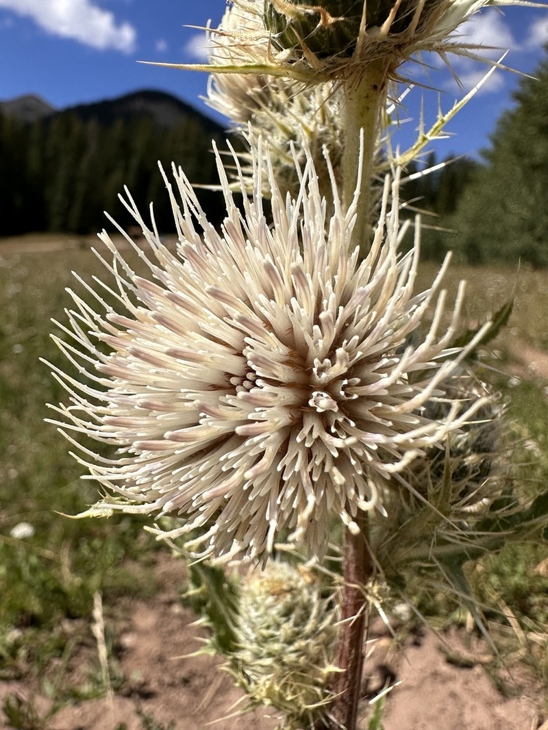 Cirsium tukuhnikivatzicum photo 3