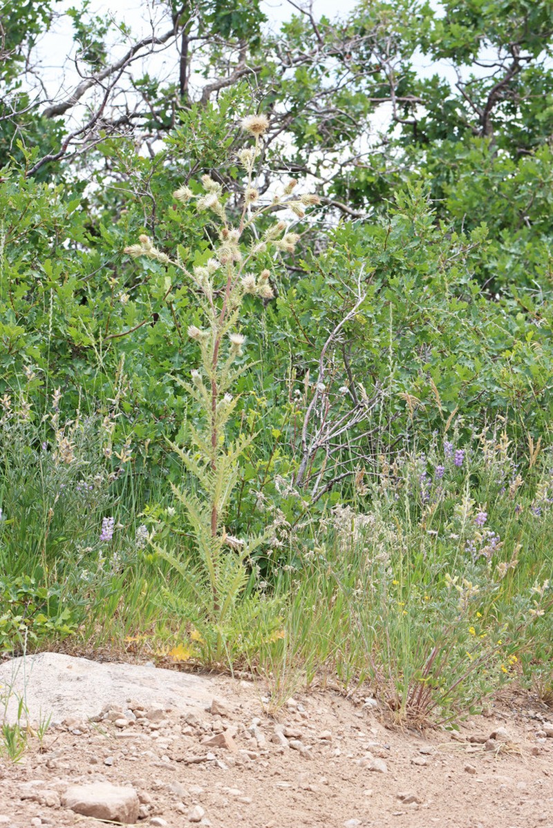 Cirsium tukuhnikivatzicum photo 4
