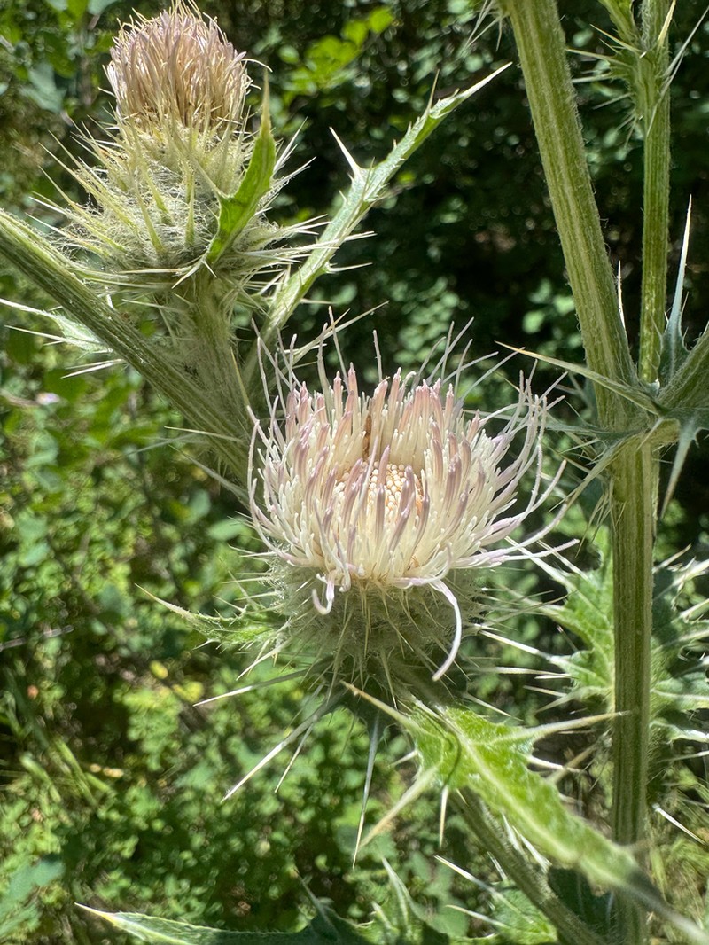 Cirsium tukuhnikivatzicum photo 5