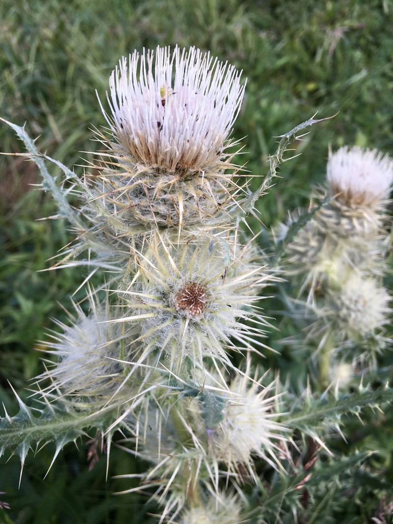 Cirsium tukuhnikivatzicum photo 6
