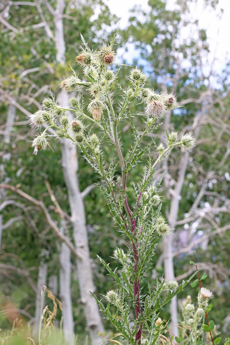 Cirsium tukuhnikivatzicum photo 8