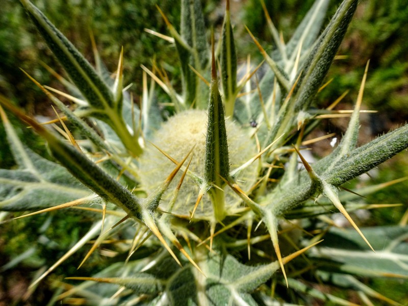 Cirsium turkestanicum