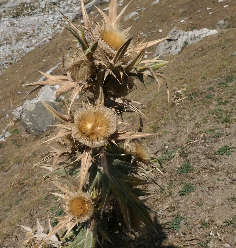 Cirsium turkestanicum photo 2