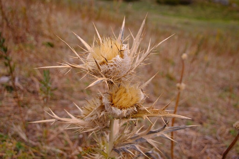 Cirsium turkestanicum photo 3