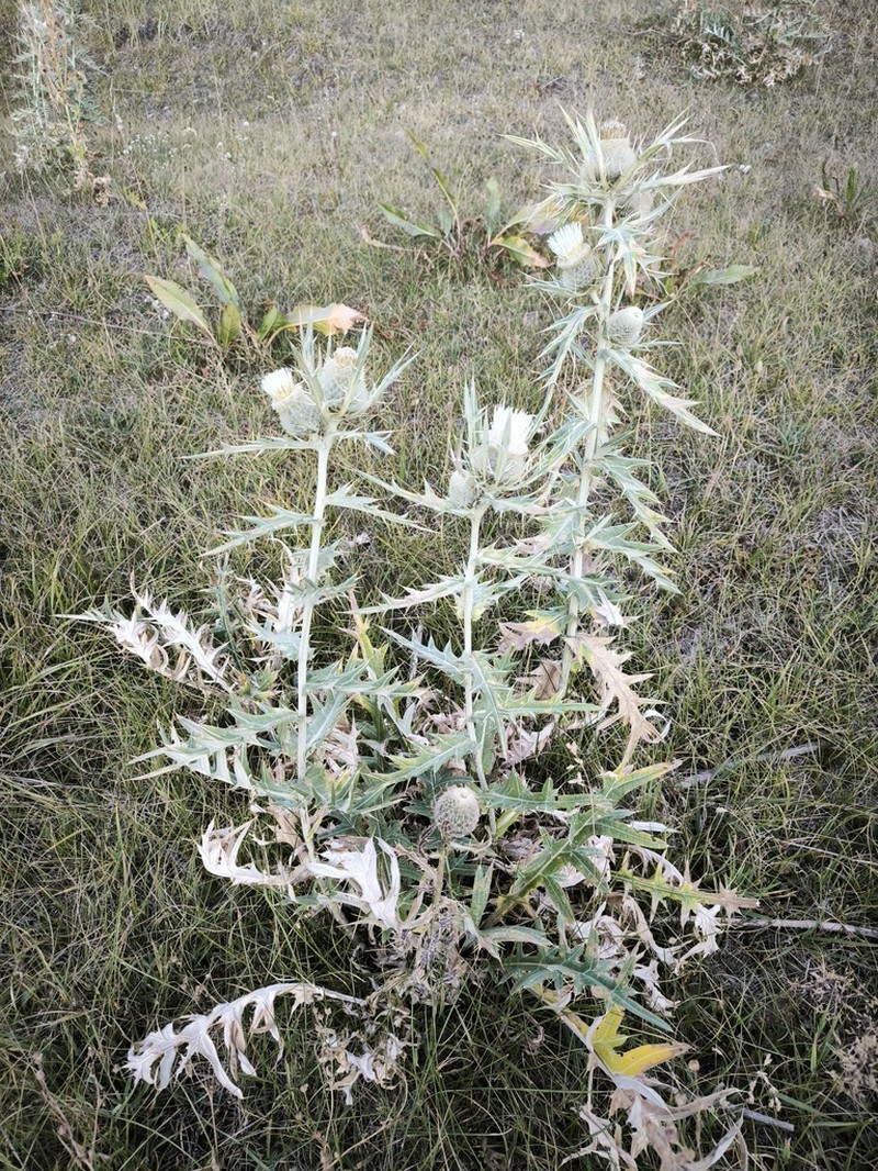 Cirsium turkestanicum photo 4