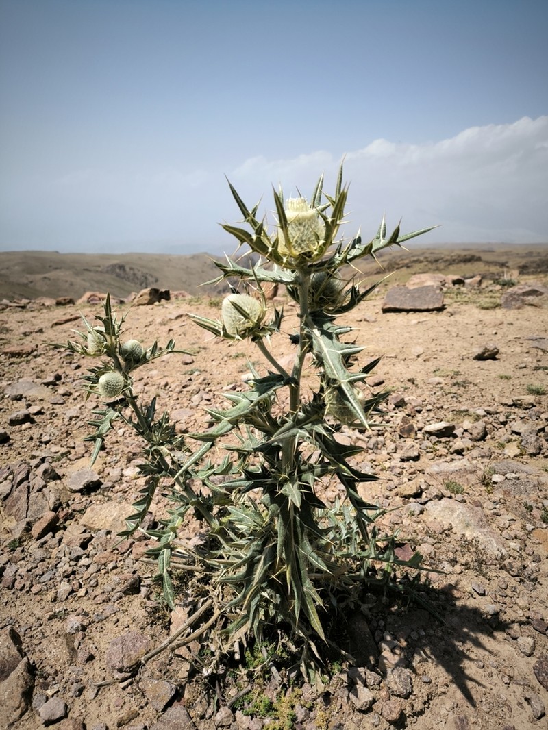 Cirsium turkestanicum photo 5