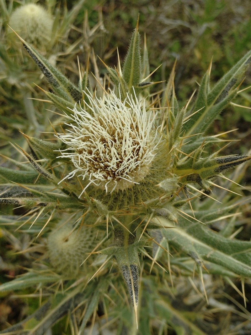 Cirsium turkestanicum photo 6