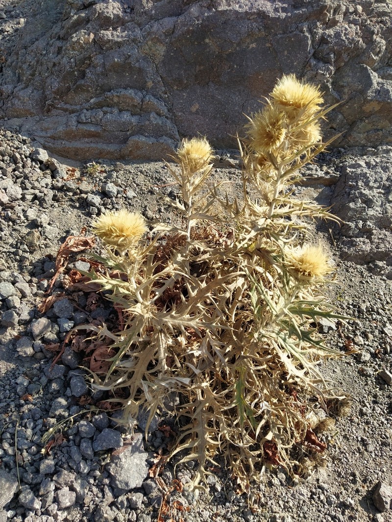 Cirsium turkestanicum photo 7