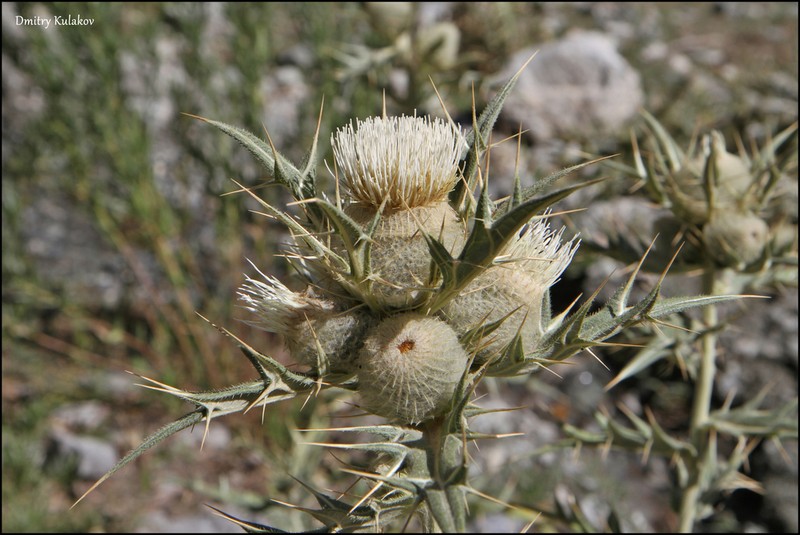 Cirsium turkestanicum photo 8